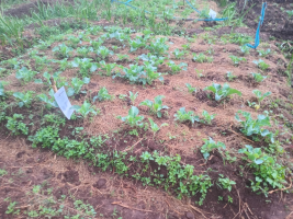 joshuabarasa.gnomio.com